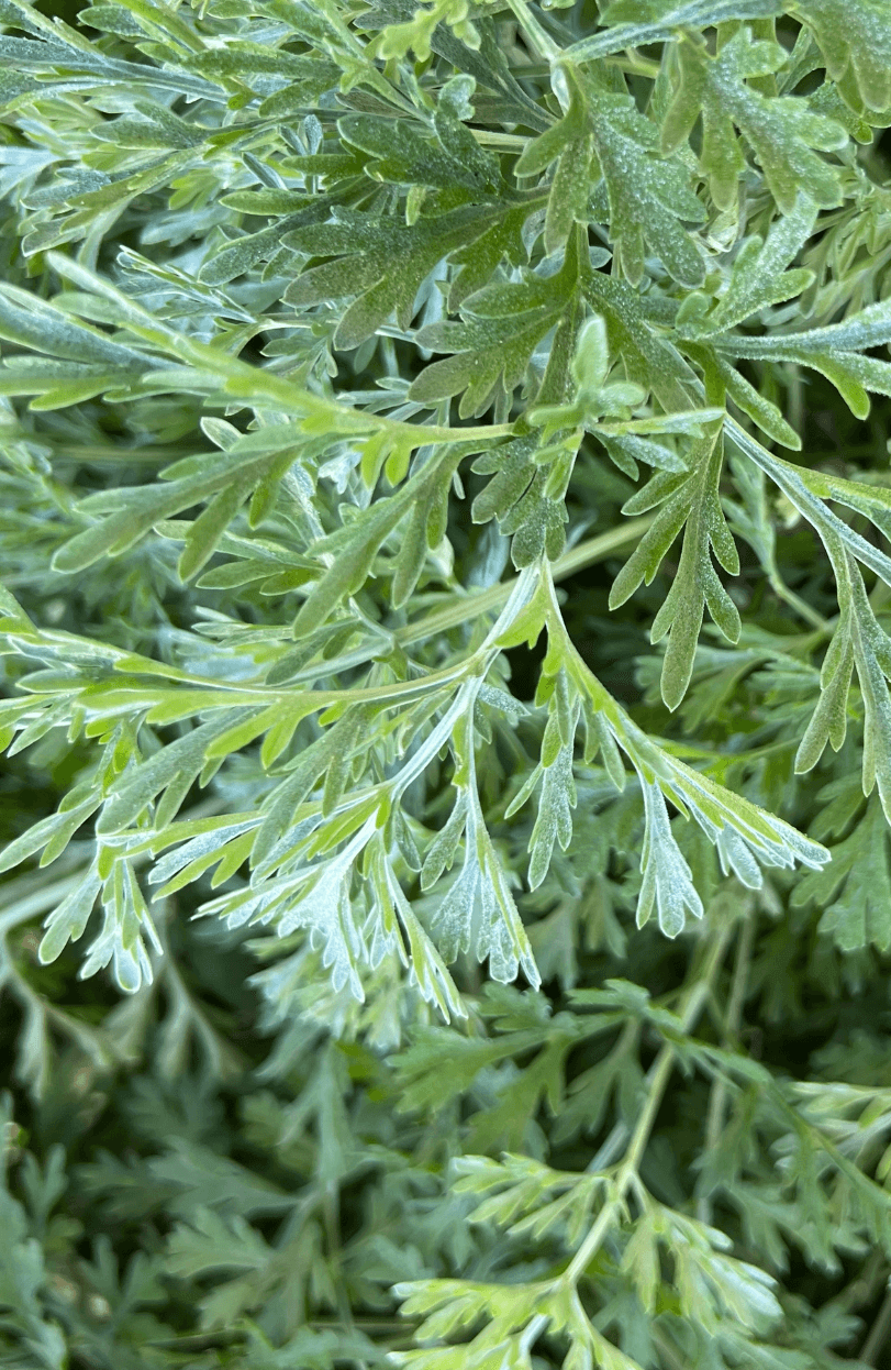 Wormwood Plant At B And Q Discount Prices
