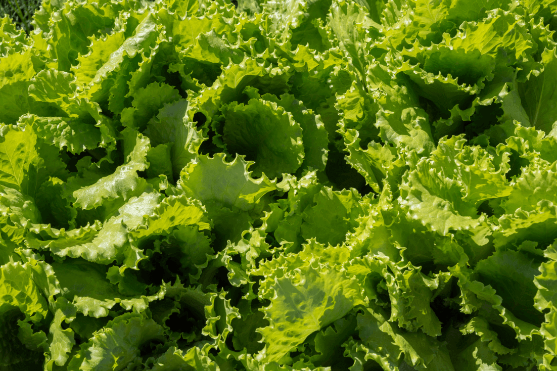 Buy Online Crisphead Lettuce Seeds - Care & Growing Guide